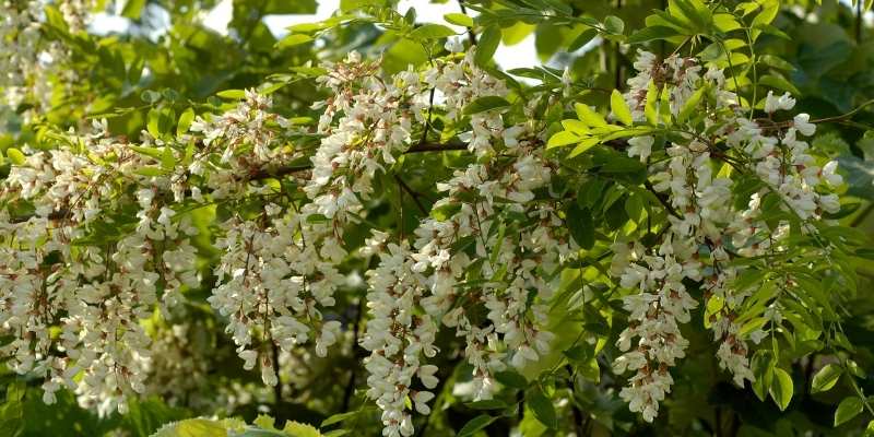 Identify Weeds That Look Like Small Trees 4 Black Locust