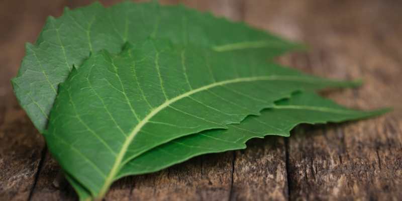 How to Control Powdery Mildew with Neem Oil? 2 how to Control Powdery Mildew with Neem Oil