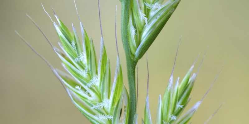 How Long Does Ryegrass Last? 2 Ryegrass