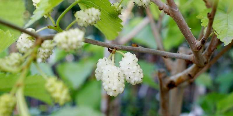 Identify Weeds That Look Like Small Trees 3 White Mulberry Tree