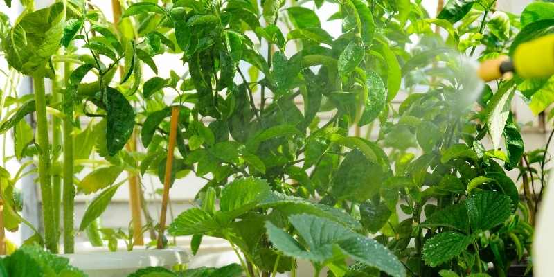 Can Apple Cider Vinegar Control Powdery Mildew? 2 control-powdery-mlidew