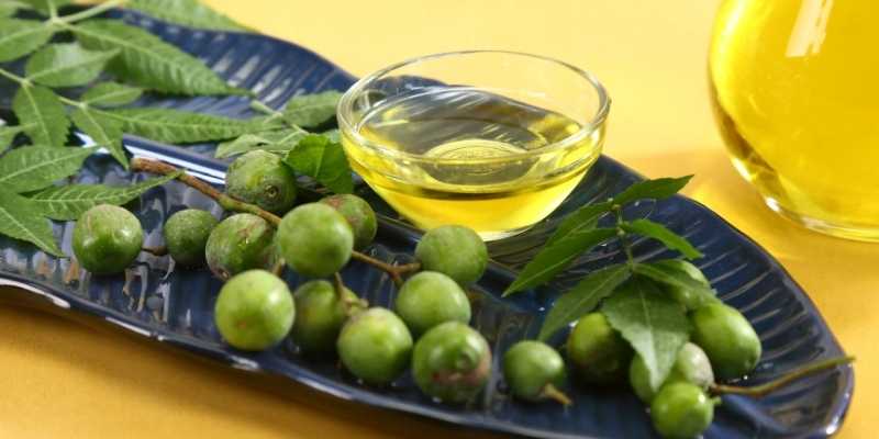 How to Control Powdery Mildew with Neem Oil? 1 Neem Oil for powdery mildew