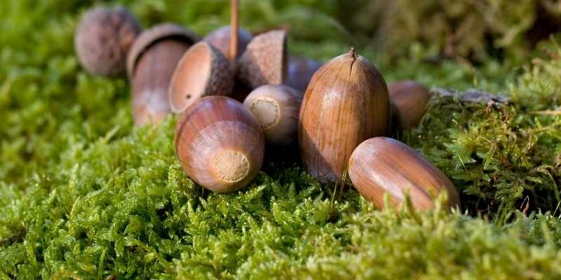 Push Lawn Sweepers: Uses and Best Options Available 3 removal of acorns