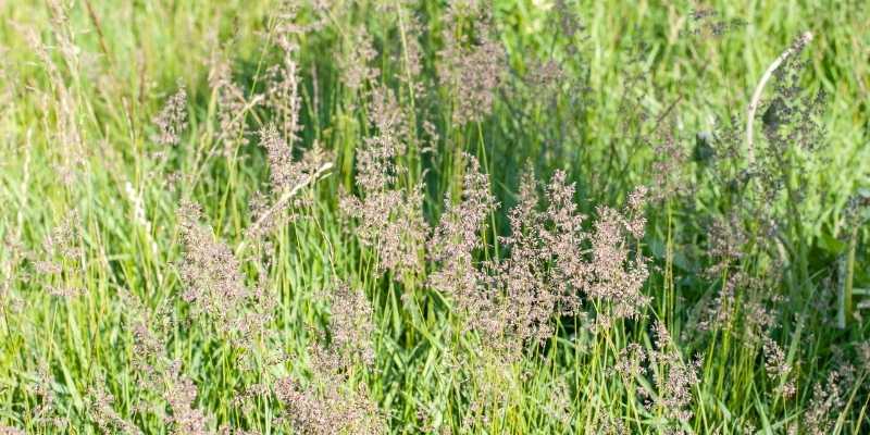 What Kind of Grass Do Golf Courses Use? 5 Types 1 bentgrass
