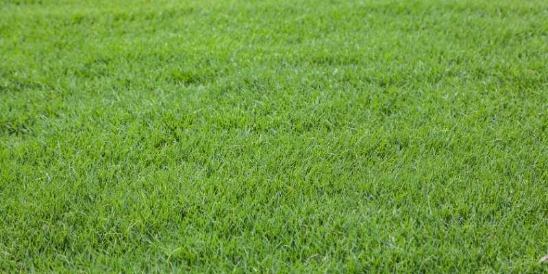 What Kind of Grass Do Golf Courses Use? 5 Types 2 Bermuda-grass