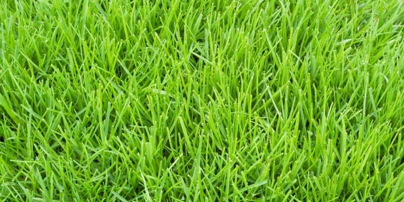 What Kind of Grass Do Golf Courses Use? 5 Types 5 Poa-Annua