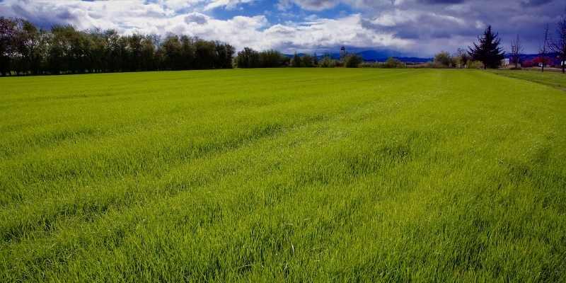 What Kind of Grass Do Golf Courses Use? 5 Types 3 Ryegrass