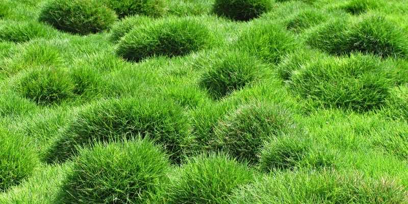 What Kind of Grass Do Golf Courses Use? 5 Types 4 Zoysia-grass
