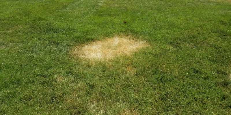 Can You Mow The Lawn In The Rain? 2 brown-patch