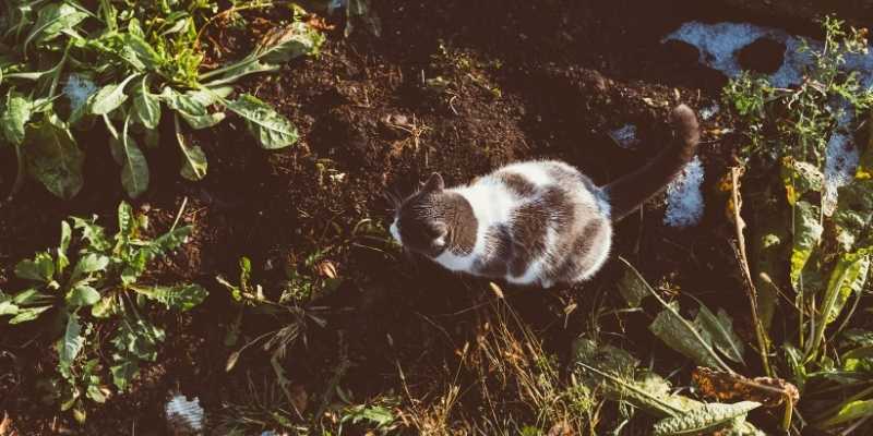 Is Cat Poop Good Fertilizer for Flowers and Grass? 1 cat-poop