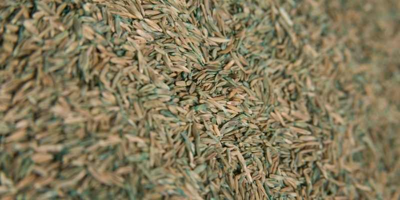 Where Does Grass Seed Come From? 1 grass-seed