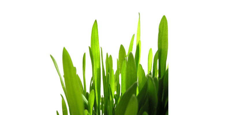 Is Grass A Vegetable? 1 grass