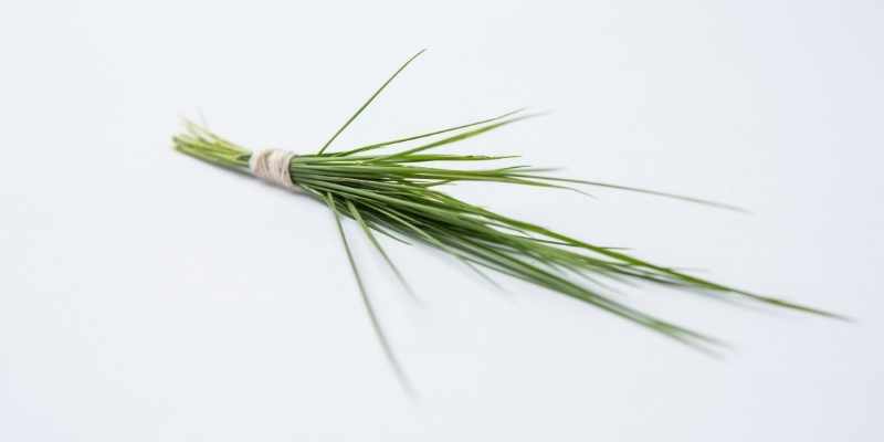 How To Identify Durva Grass? 1 Durva-Grass