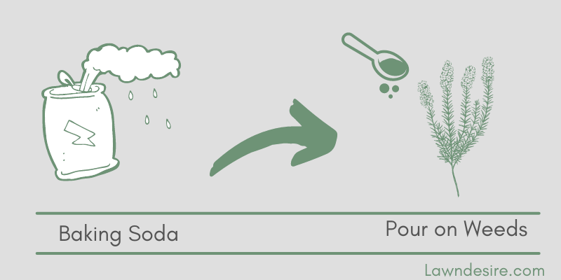 How to Use Baking Soda As Weed Killer? 2 baking-soda-and-weeds