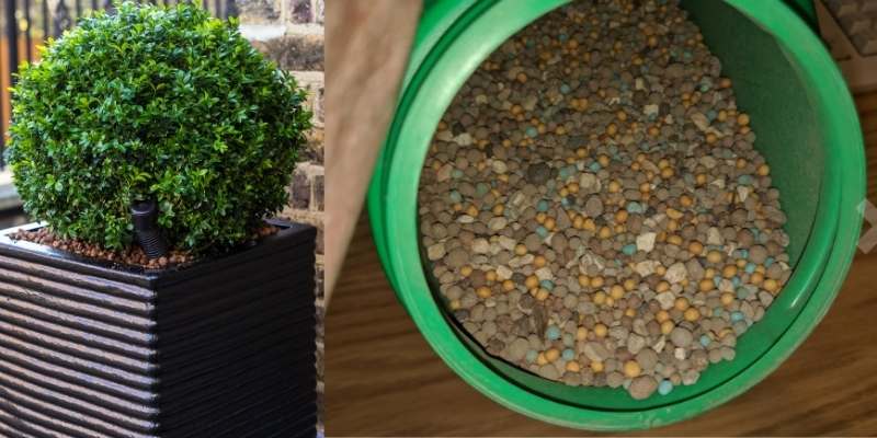 The 7 Best Fertilizer for Boxwood - 2021 ( Reviews) 2 boxwood-application