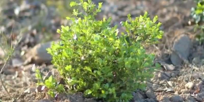 The 7 Best Fertilizer for Boxwood - 2021 ( Reviews) 6